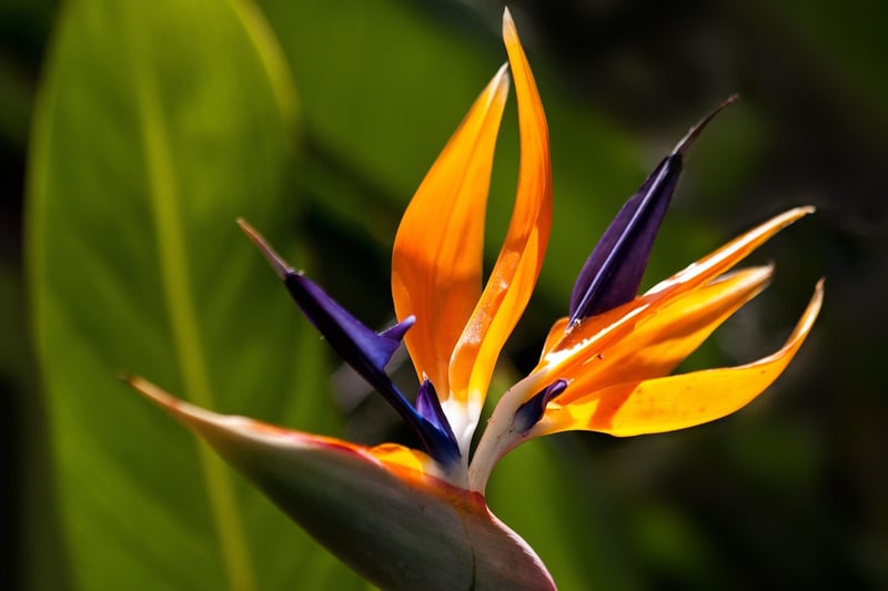 Bird of Paradise Flower