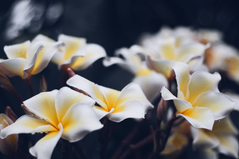 Plumeria Flower